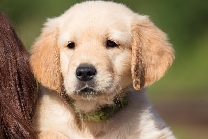 golden retrievers information facts about golden retrievers golden retrievers information facts about golden retrievers