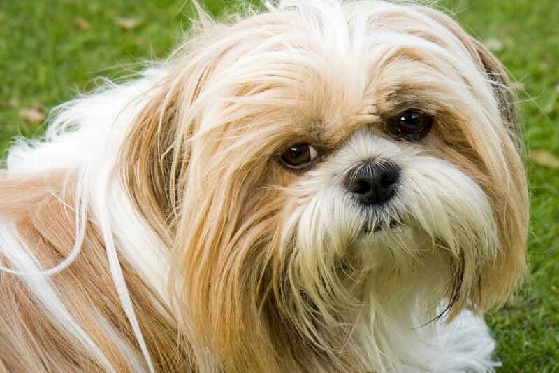 renal dysplasia in shih tzu shih tzu facts renal dysplasia in shih tzu shih tzu facts