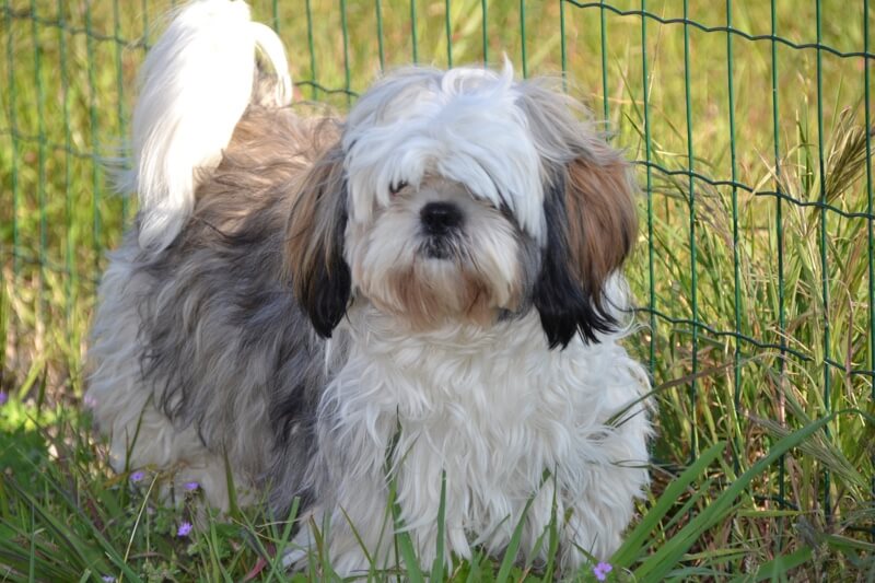 haired shih tzu shih tzu facts haired shih tzu shih tzu facts